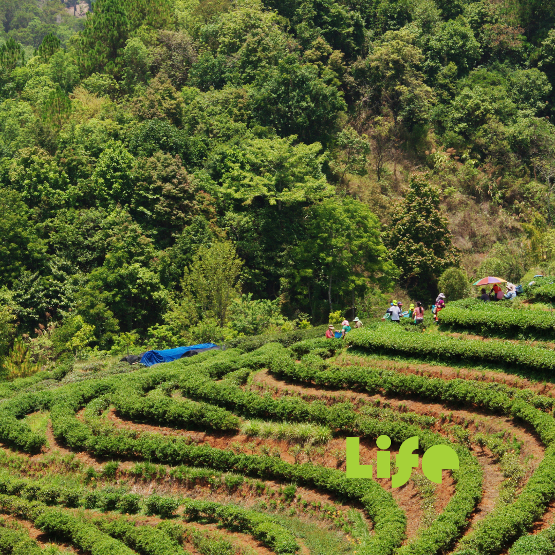 How Trees Can Help Safeguard Our Food Security