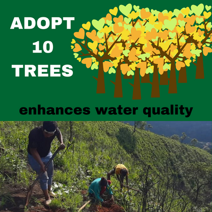 ADOPT 10 TREES