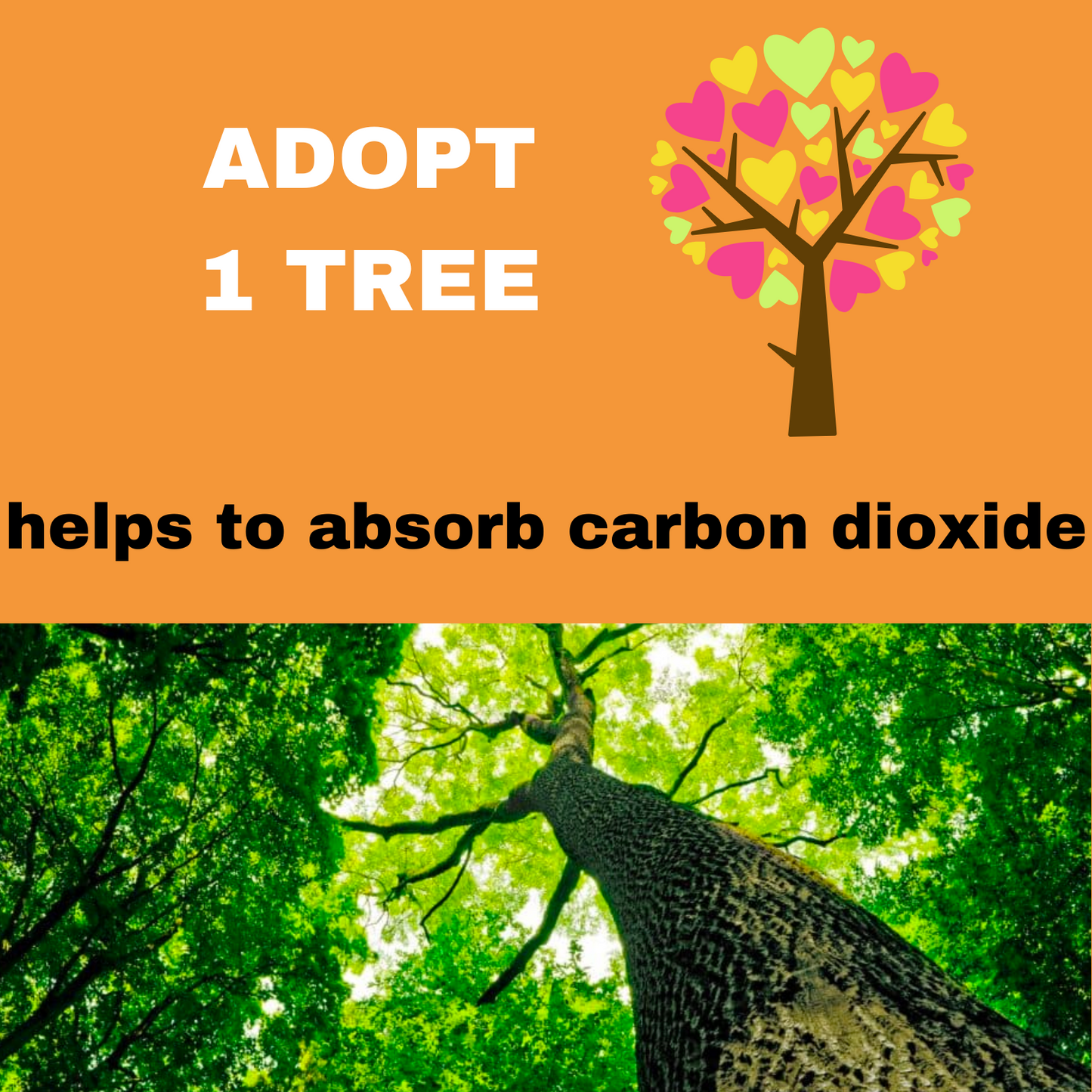 ADOPTA 1 ÁRBOL 