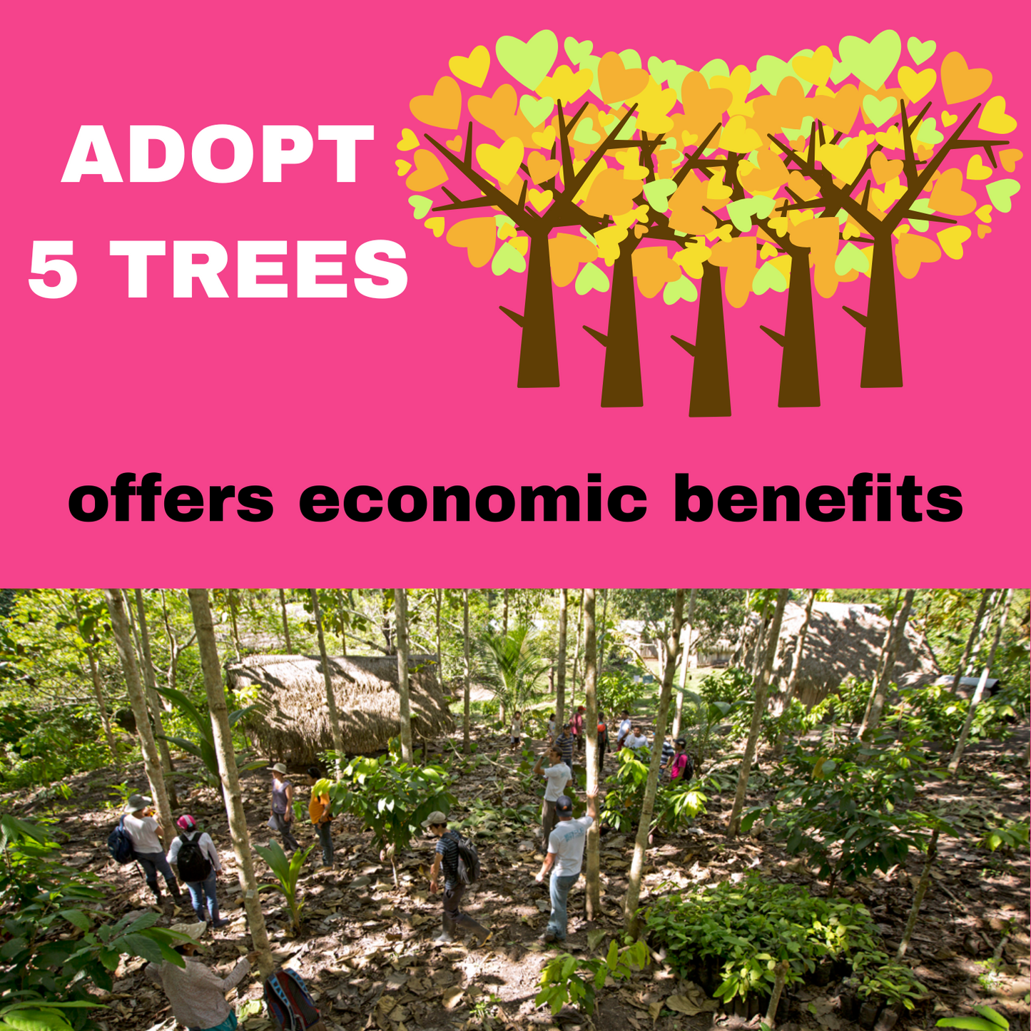 ADOPT 5 TREES